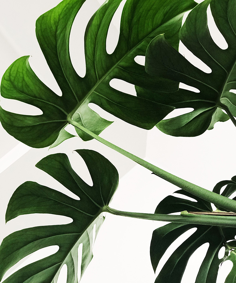 Plantas naturais melhor preço - Entrega de flores lisboa