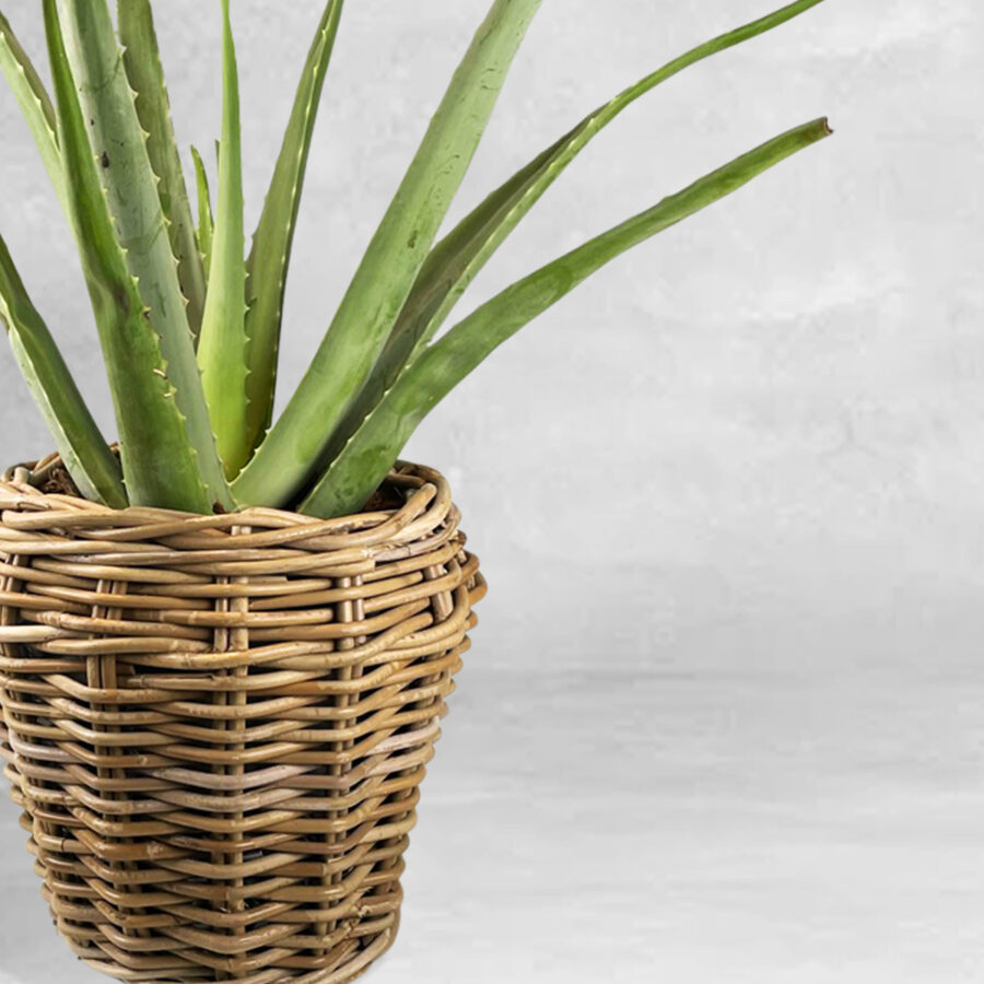 Aloe Vera - Floristas, entrega de flores lisboa