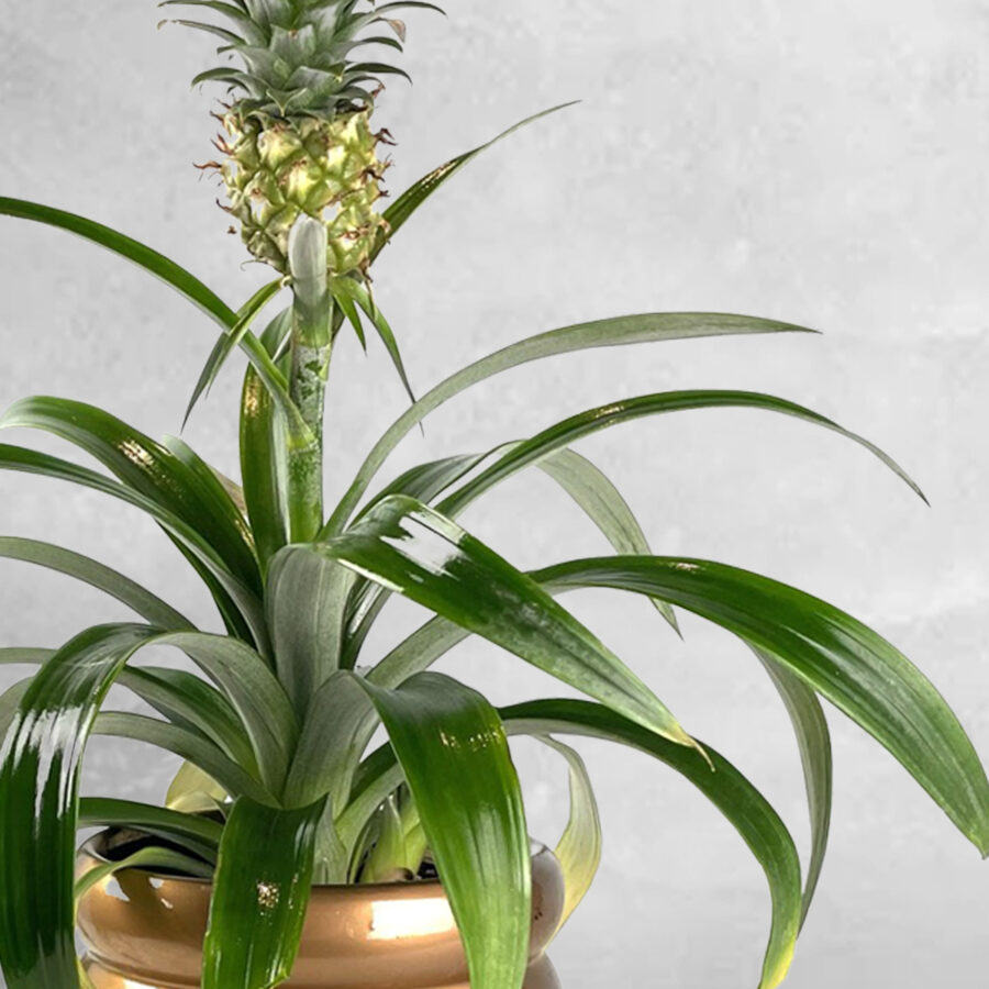 Ananas - Floristas, entrega de flores lisboa