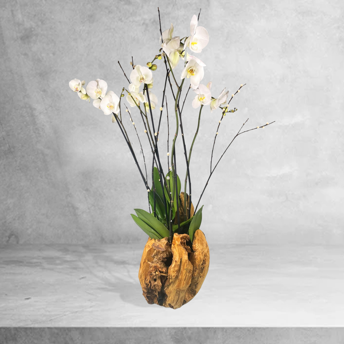 Madeira Com OrquÍdeas - Floristas, entrega de flores lisboa