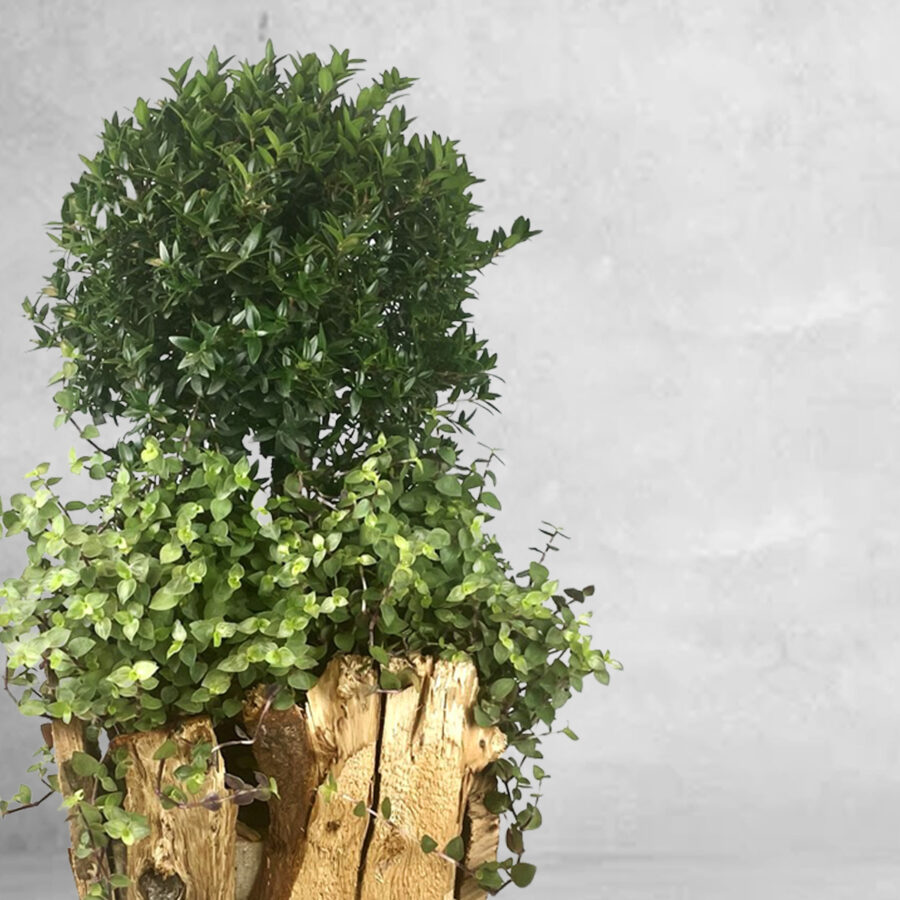 Myrtus & Callisia - Floristas, entrega de flores lisboa