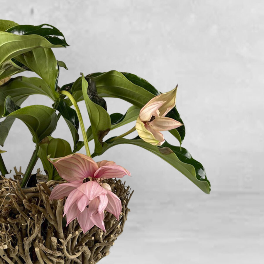 Medinilla - Floristas, entrega de flores lisboa