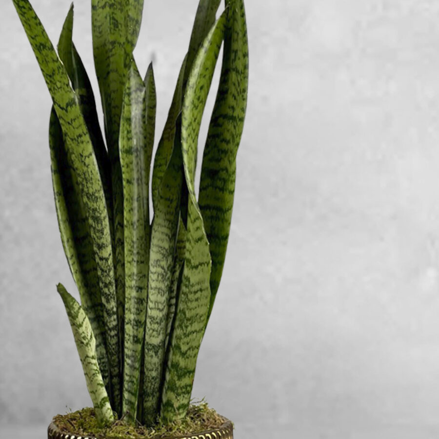 Sansevieria Zeylanica - Floristas, entrega de flores lisboa