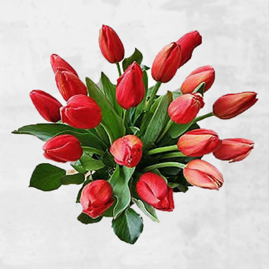 Cubo Tulipas Encarnadas Cubo Tulipas Encarnadas - Floristas, entrega de flores lisboa